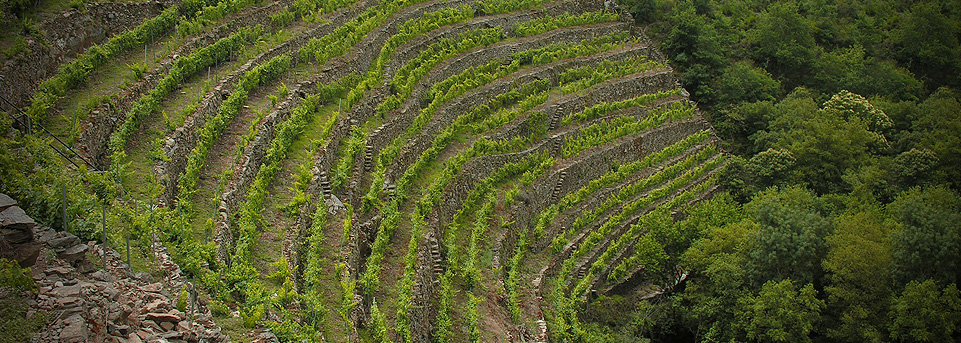 Jardín Algueira