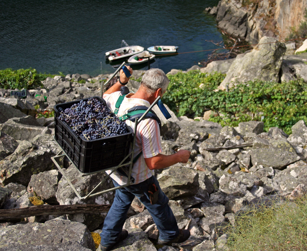 Vendimia en la Ribeira Sacra