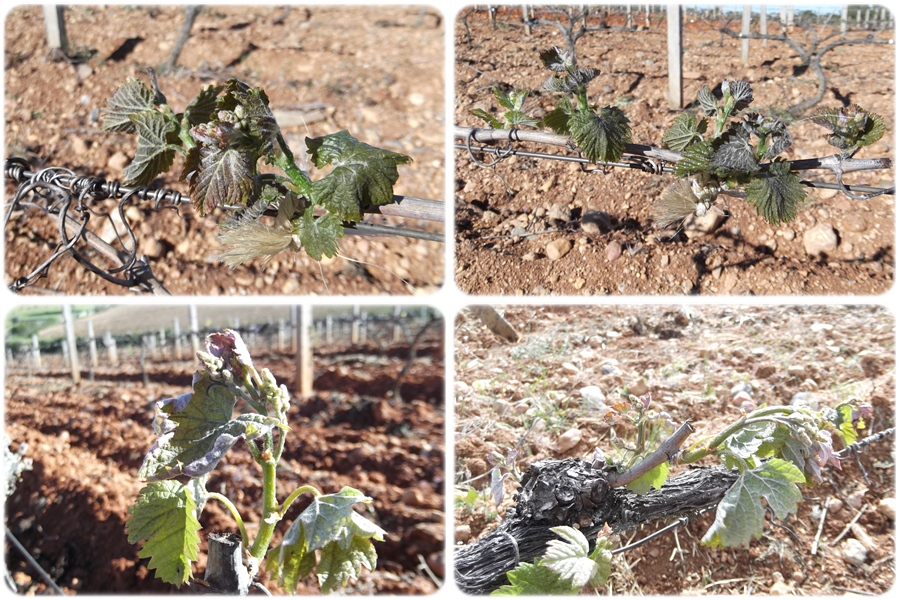 Daños en Verdejo (arriba) y Merlot (abajo)