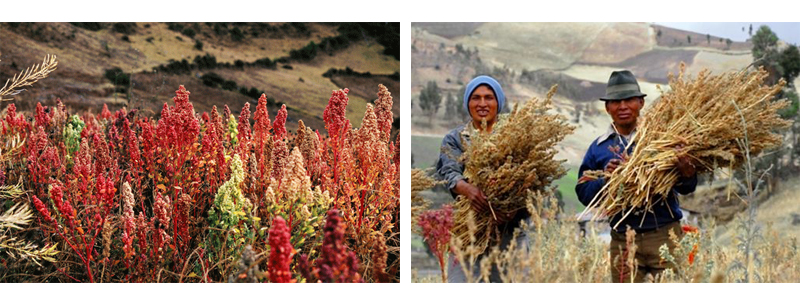 Plantaciones de quinoa