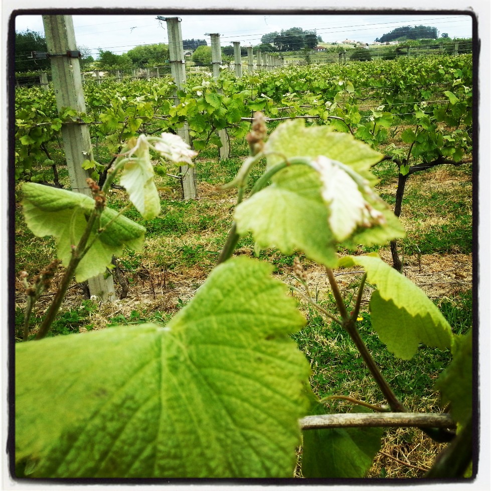 Viña en espaldera en Cambados