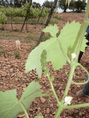 Gargollassa. Vinyes de Son Roig - Can Majoral. Algaida (Mallorca)