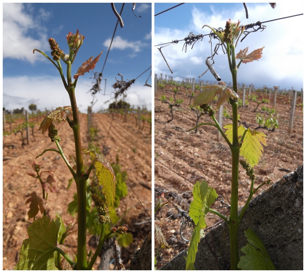 Brote de Verdejo con tres inflorescencias