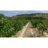 Bodega-camino-de-la-piedra-rioja-viñedos_thumb