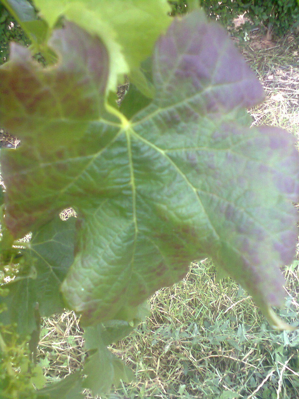 Hoja morada