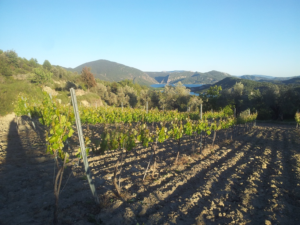 Viñedo poda verde