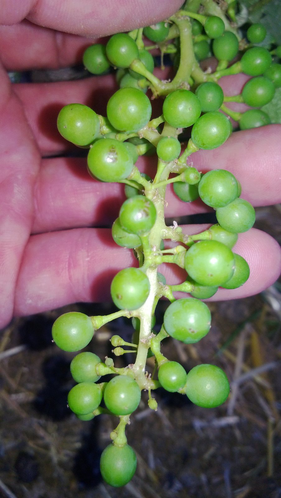 racimo cariñena