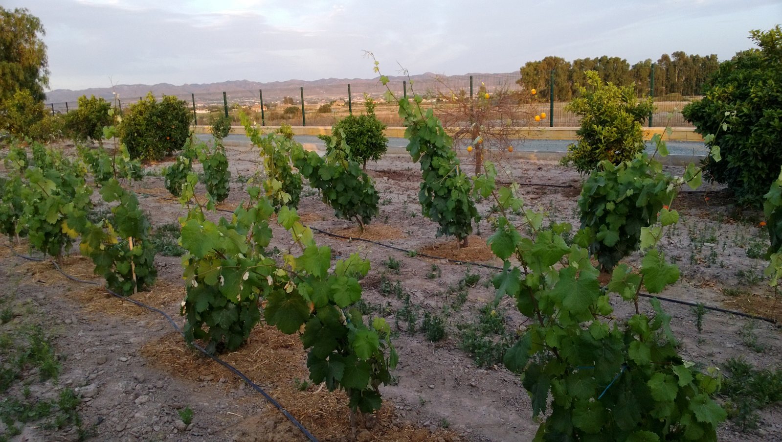 cariñena 2año