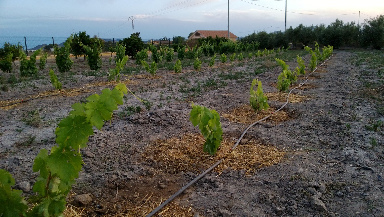 tempranillo 1año