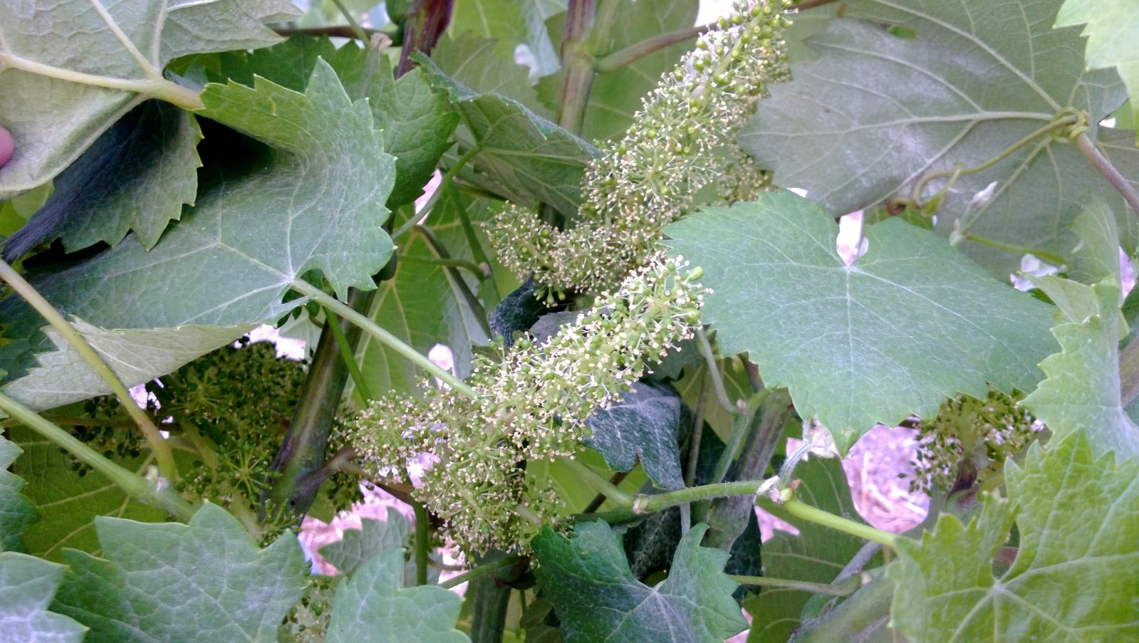 cariñena flor
