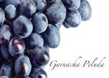 Aurelio_gómez-miranda_garnacha_peluda_col