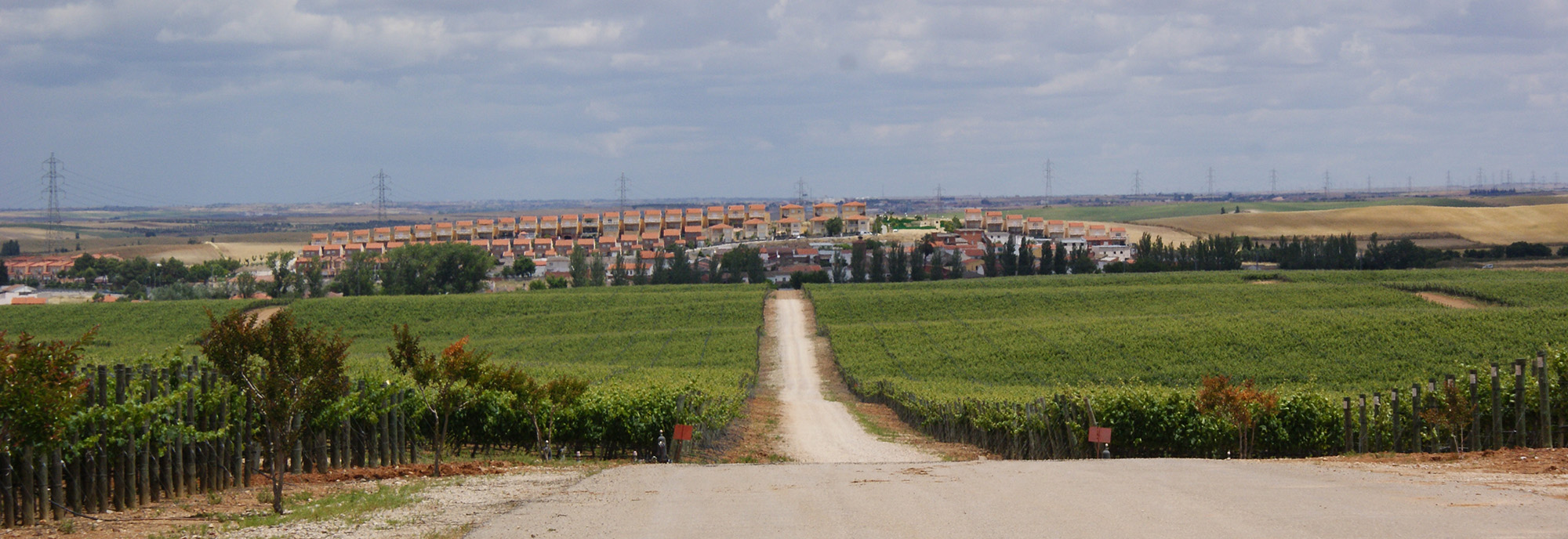 viñedos Finca Constancia