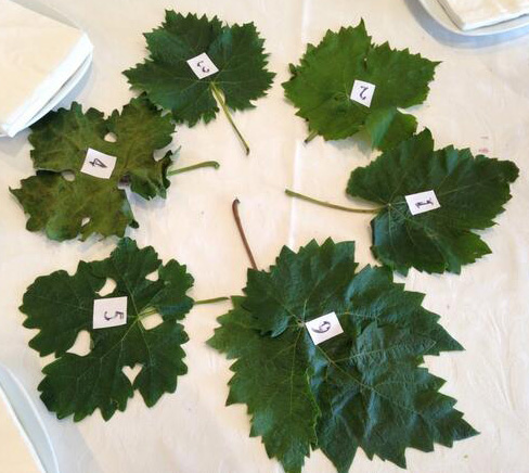 Hojas de Vid Finca Constancia