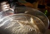 Langostino-vinaròs-fotografia_thumb