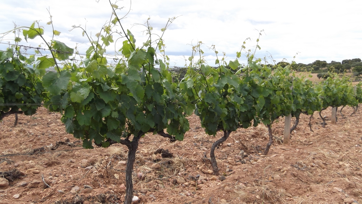 vinos ecologico-sostenibles