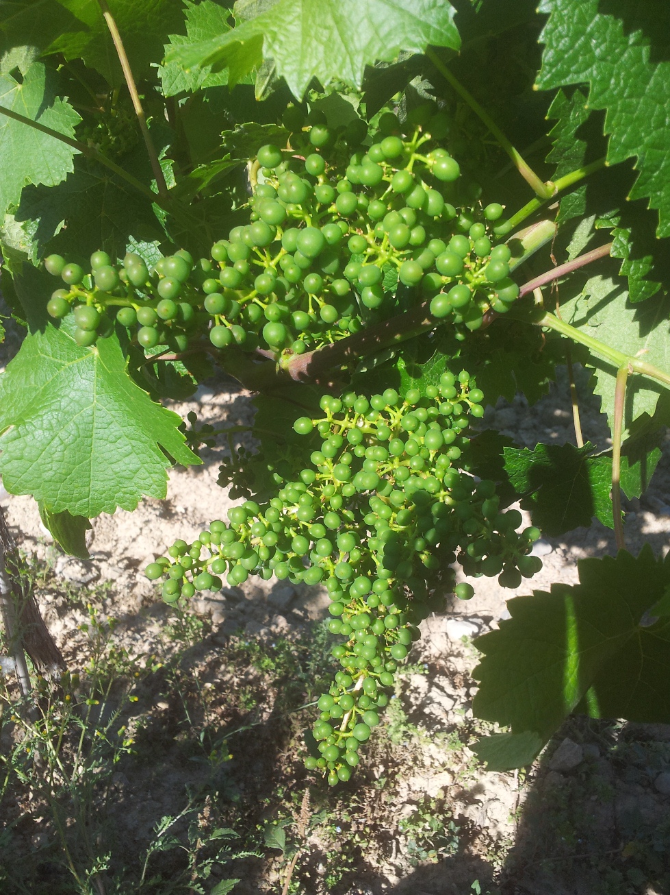 Merlot