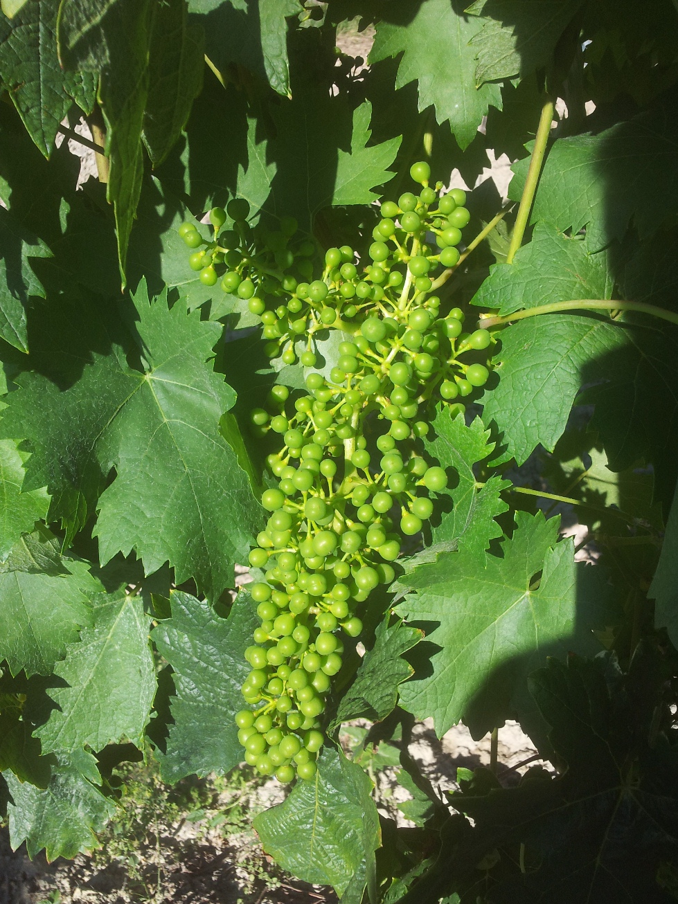 Tempranillo