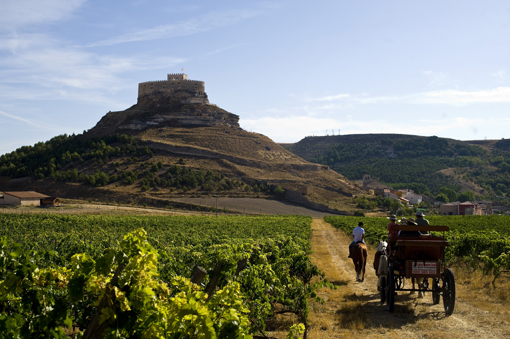 Paseo Viñedos Ruta del Vino Ribera del Duero
