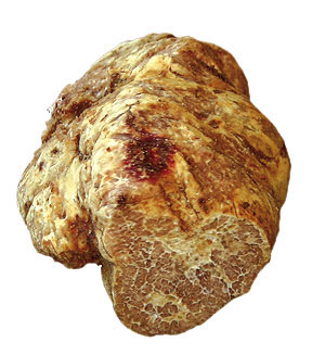 Tuber magnatum