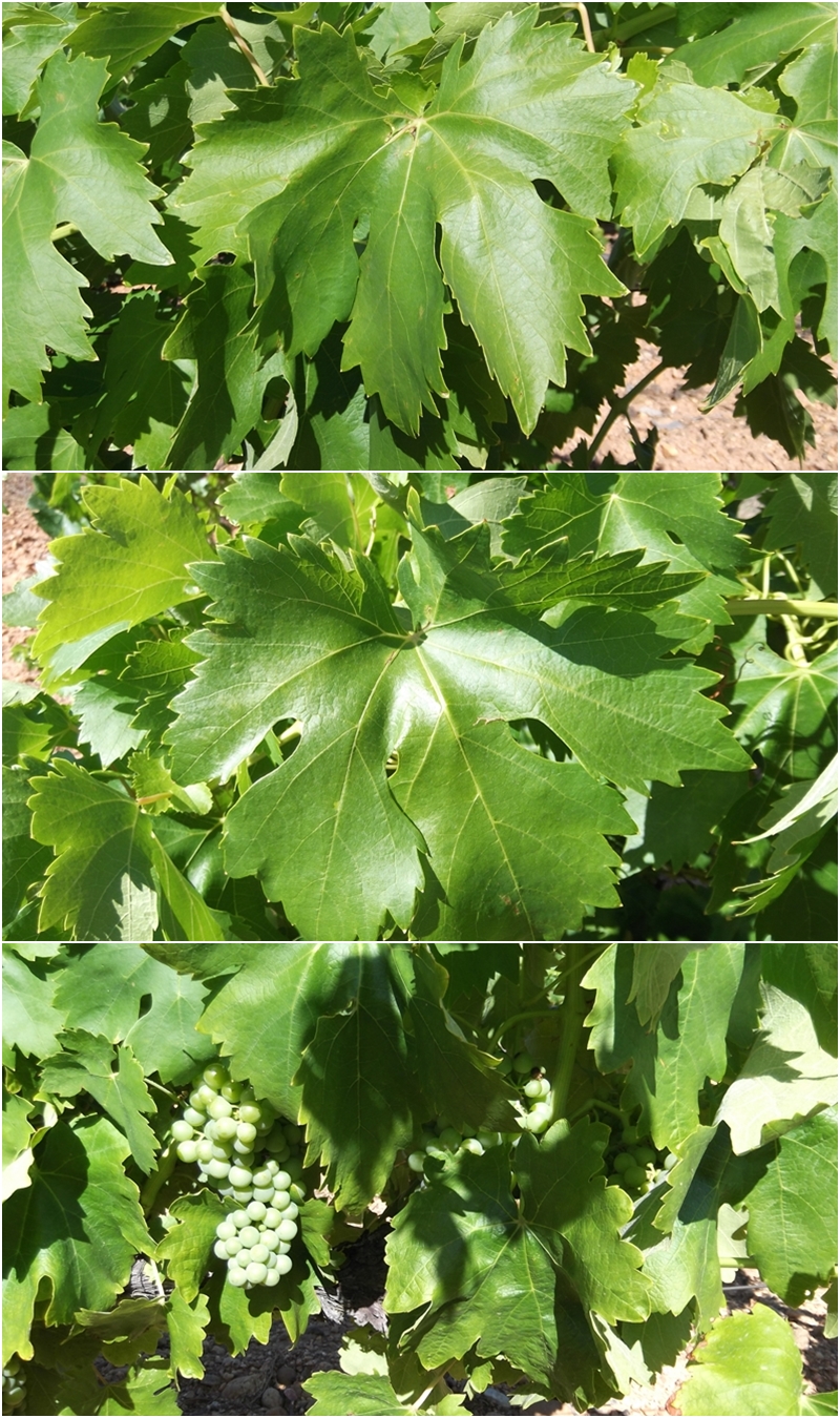 Blanca