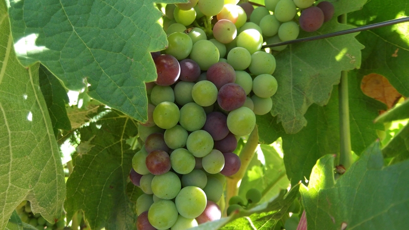 Racimo de Tempranillo en envero