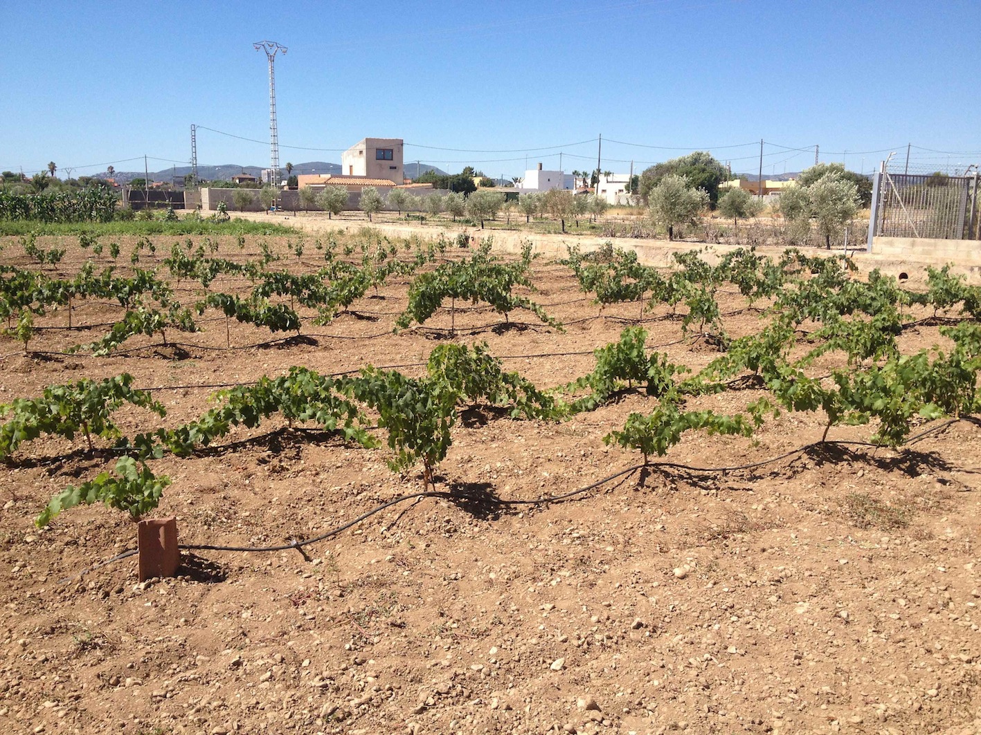 Viñedo
