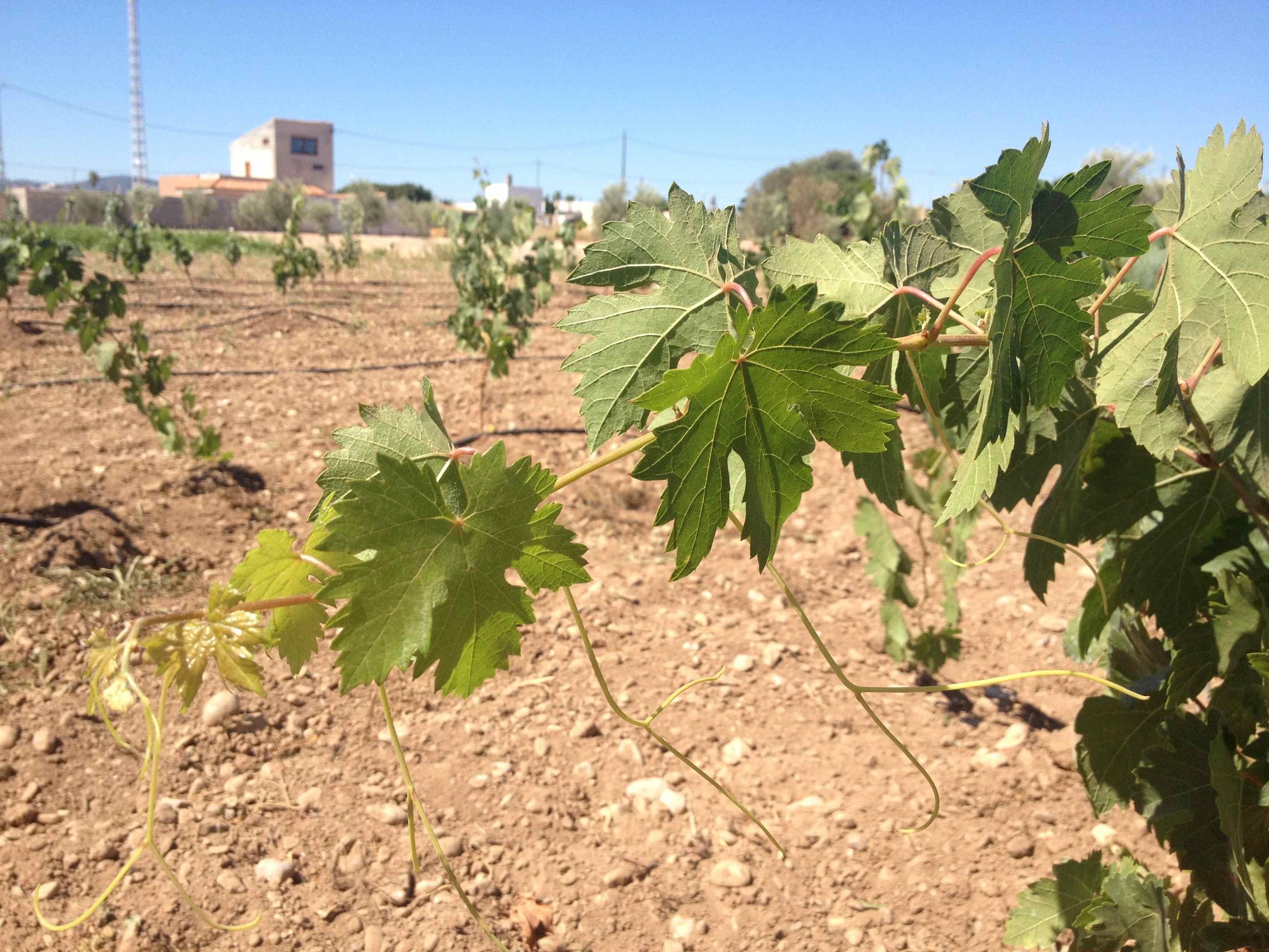 Viñedo