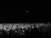 Vendimia-nocturna-vino_thumb