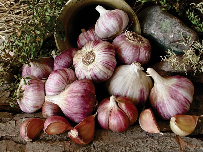¿Qué es el ajo y qué tipos de ajo existen? ¿Qué es el ajo y qué tipos de ajo existen?