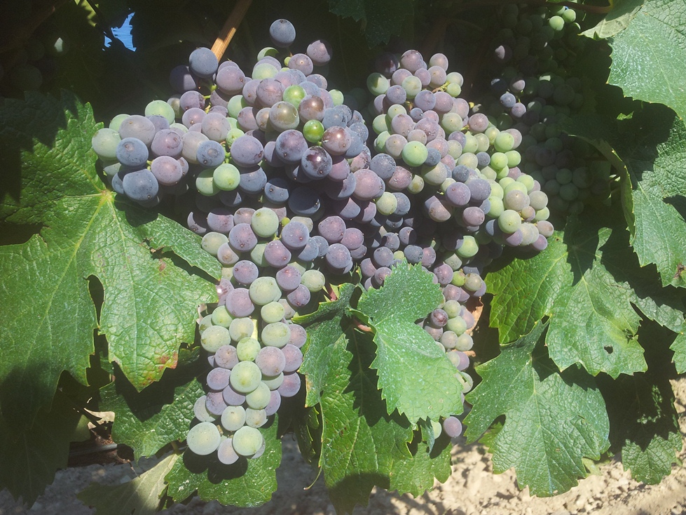 Merlot