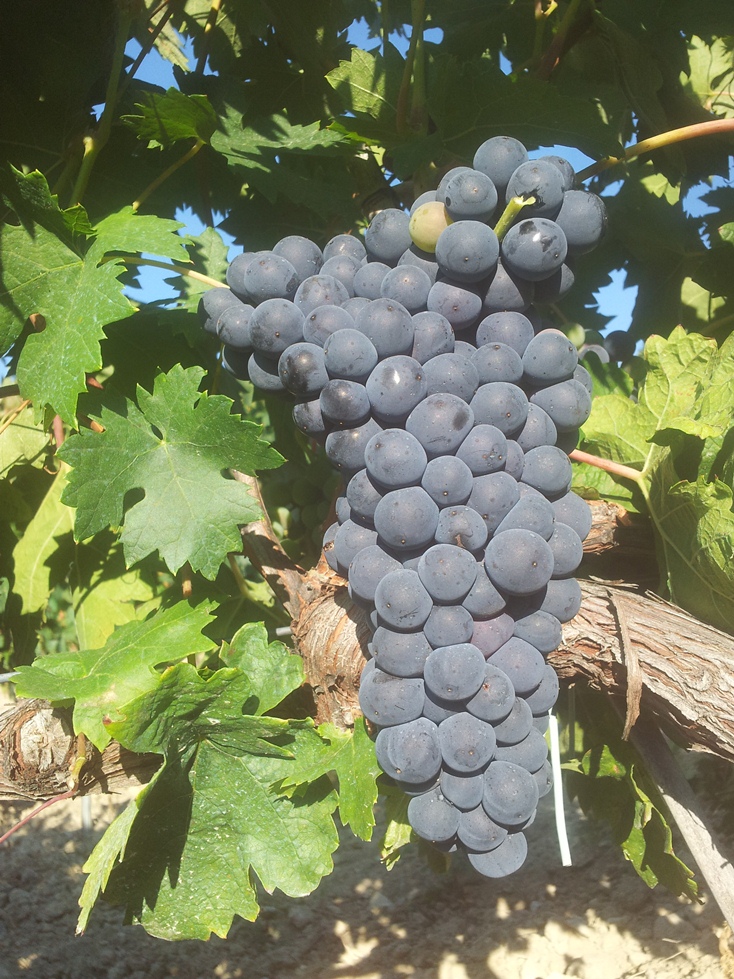 Tempranillo
