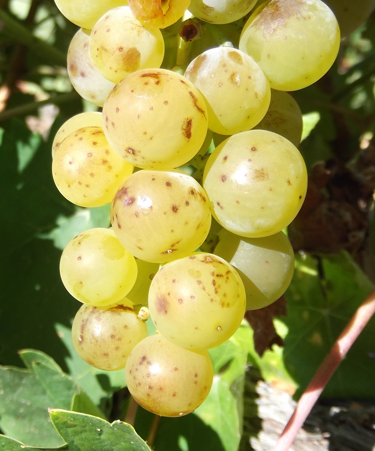 Moscatel Menudo