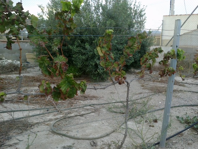tempranillo
