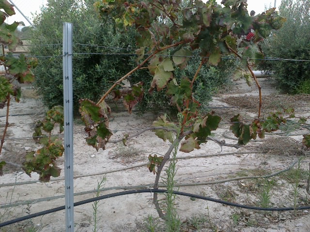 tempranillo