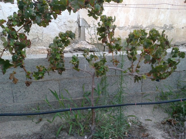 cabernet