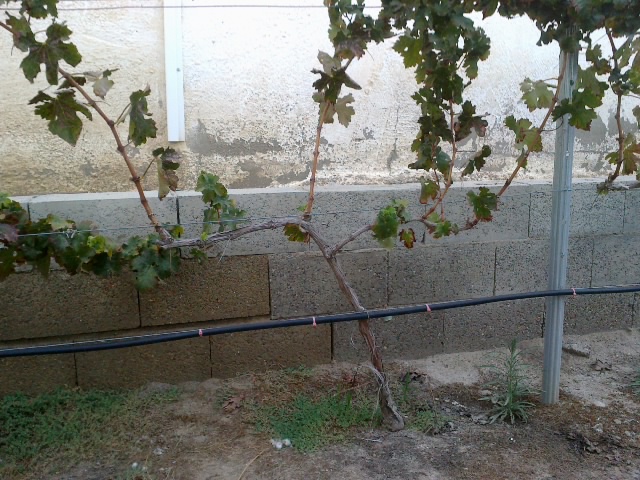 cabernet