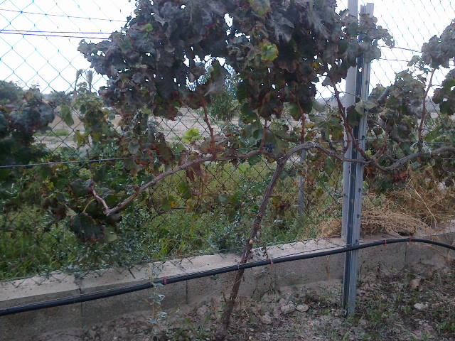merlot