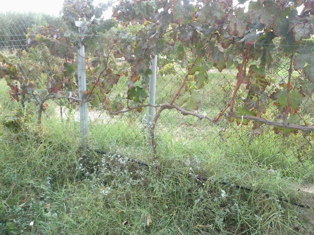 merlot