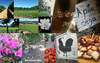 Collages_thumb