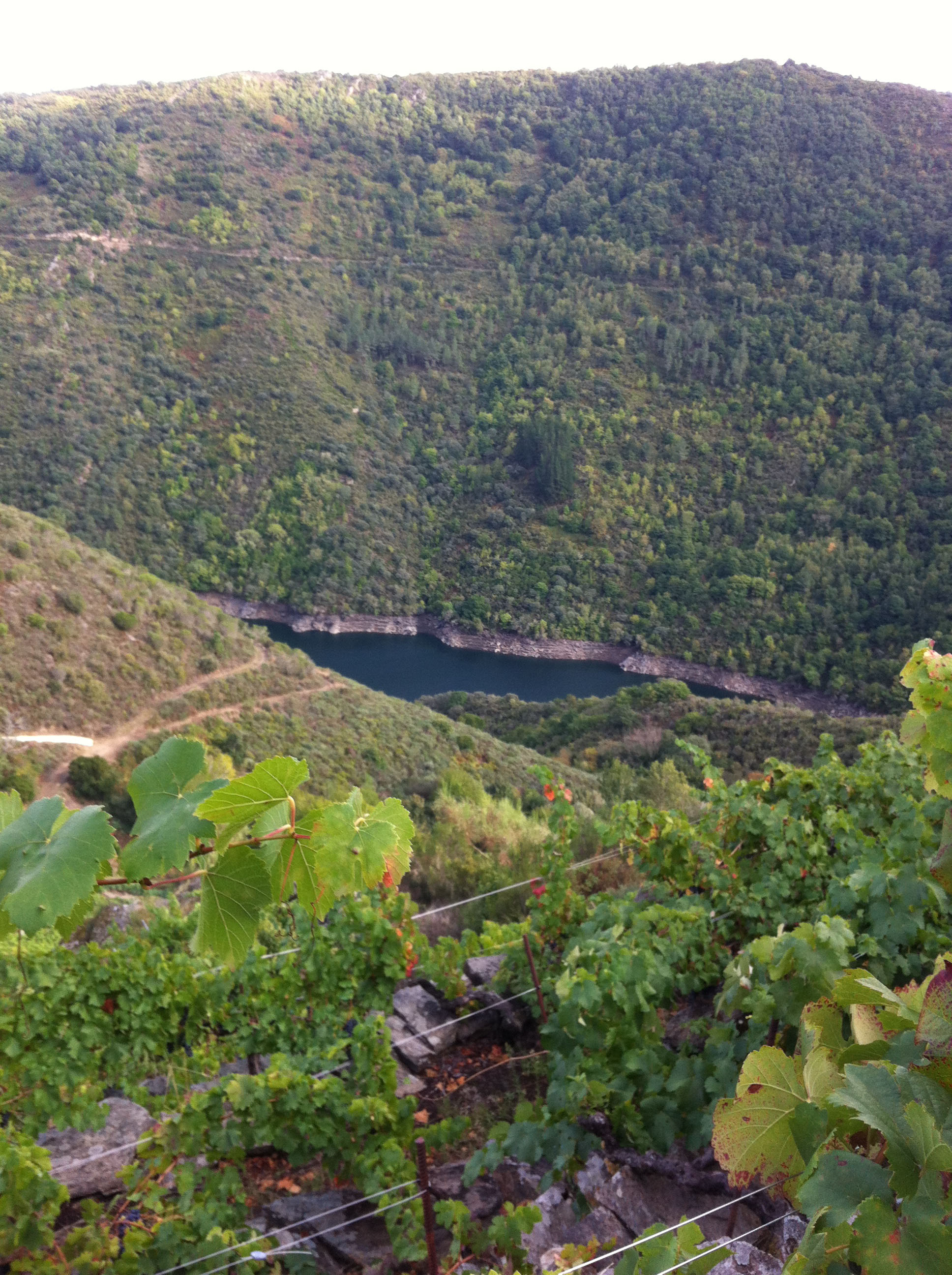 Estas son las vistas que hay desde la viña, buenas vistas, buena uva, ahora a ver si no la estropeo.
