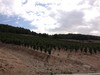 Bodega-pago-de-carraovejas-web-110_thumb