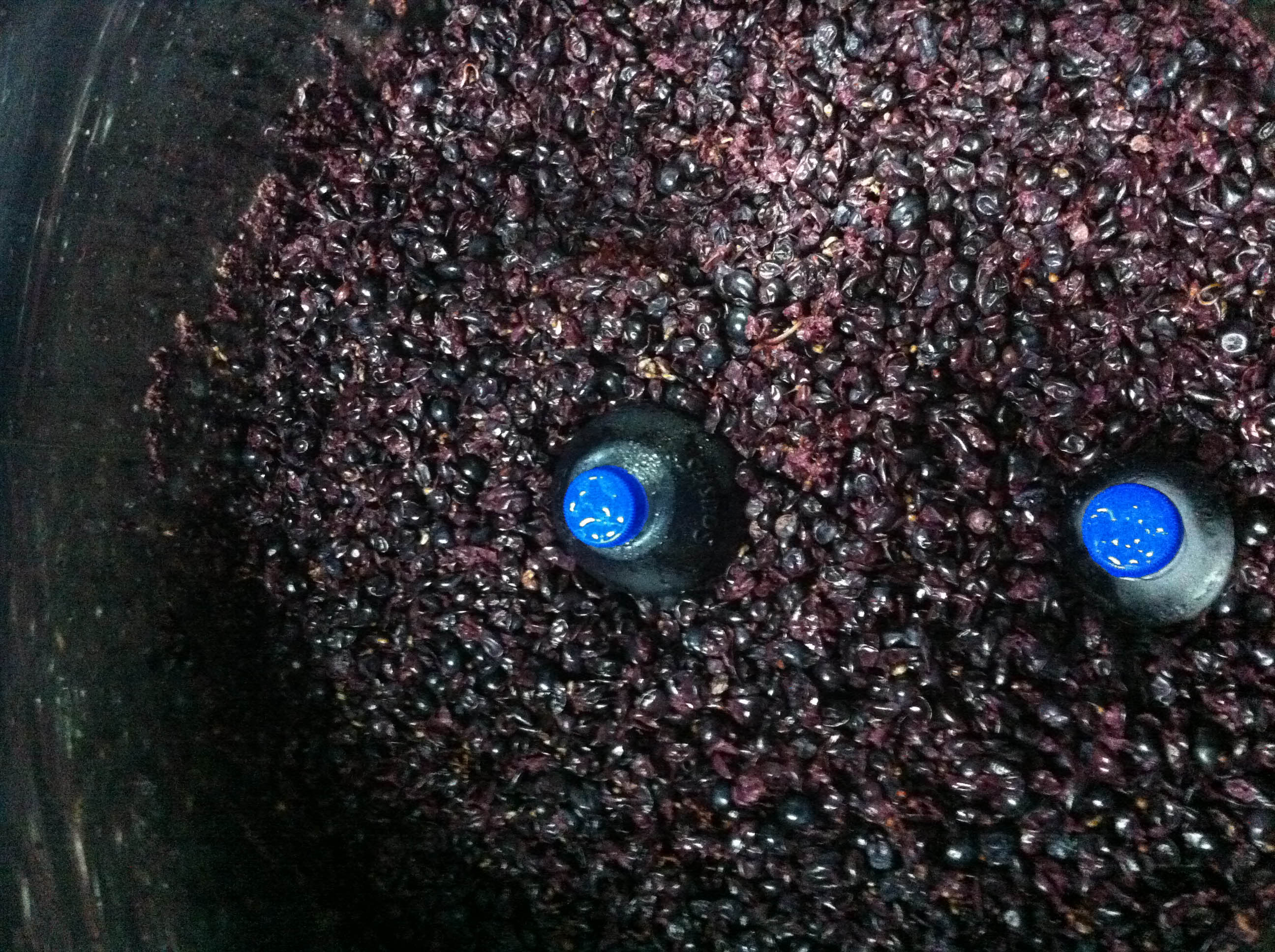 Depósito grande de mencía, sobre 150 kg., con botellas de agua congelada para intentar contener la temperatura