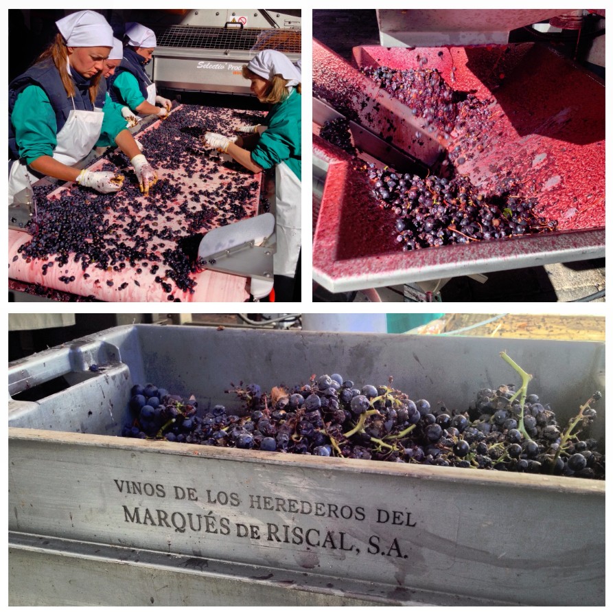 Mesa de selección de las mejores uvas en Marques de Riscal