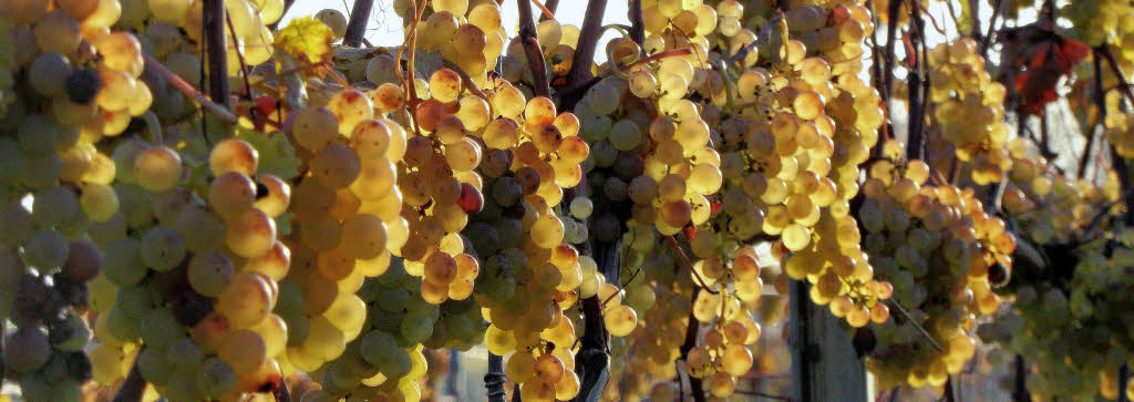 uvas