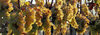 Uvas_thumb