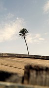 Visita-bodegas-el-grifo_thumb