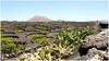 A-pie-de-carretera-viñedo-lanzarote_thumb