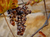 Vino-dulce-rioja-podredumbre-noble_col