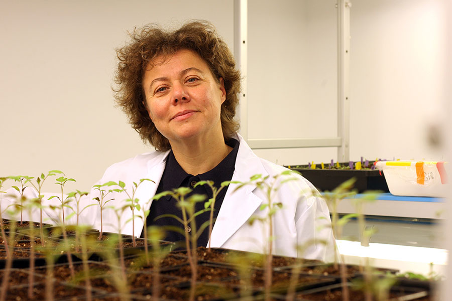 Investigadora molécula contra plagas agrícolas