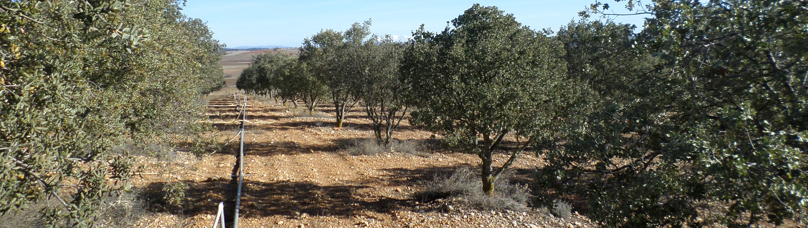 Aurelio_Gómez-Miranda_bloG-M_El_Hombre_y_la_Trufa_Trufal_portada